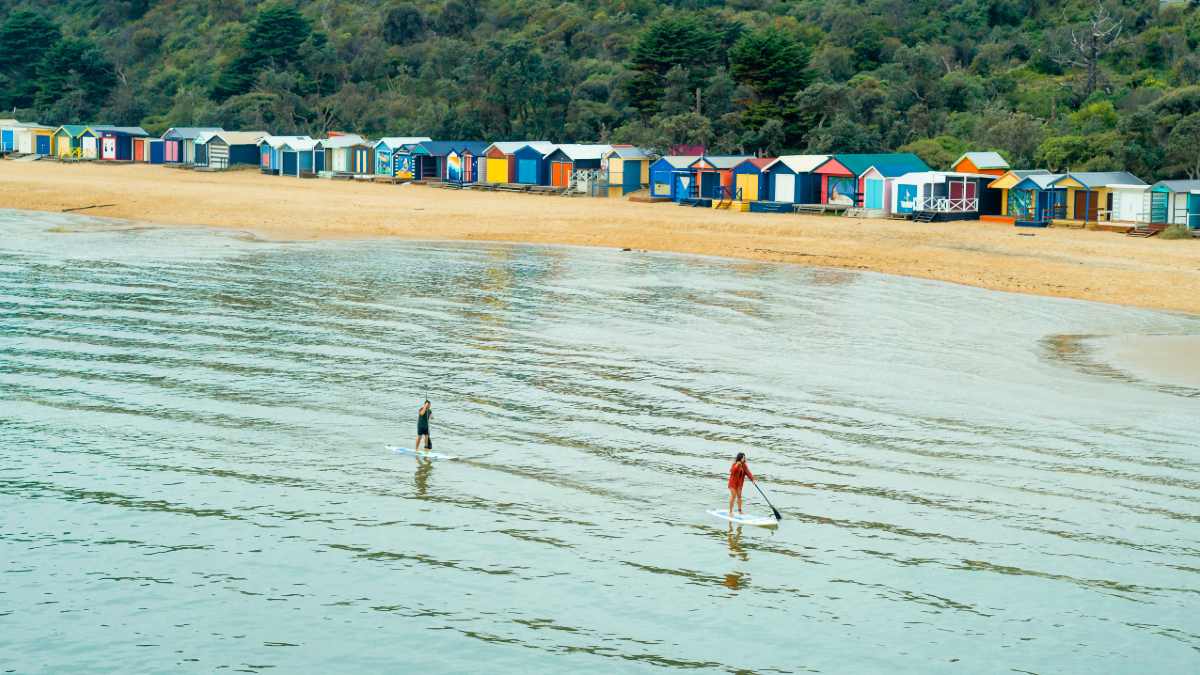 Dolphin in Port Phillip Bay