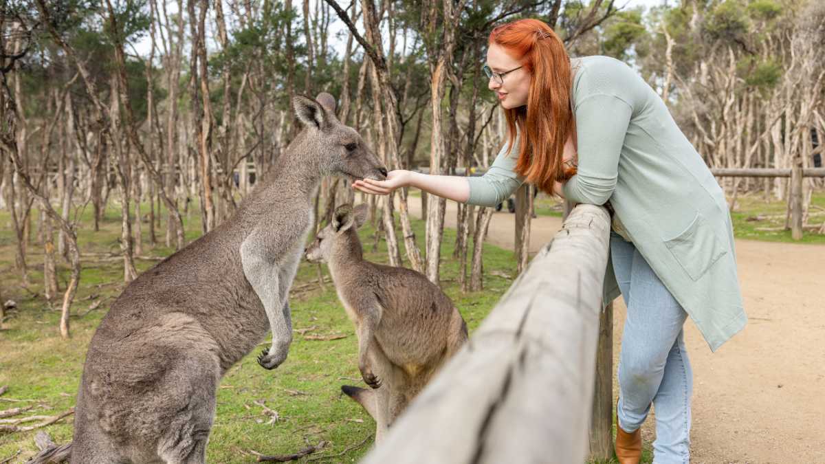 Dolphin in Port Phillip Bay