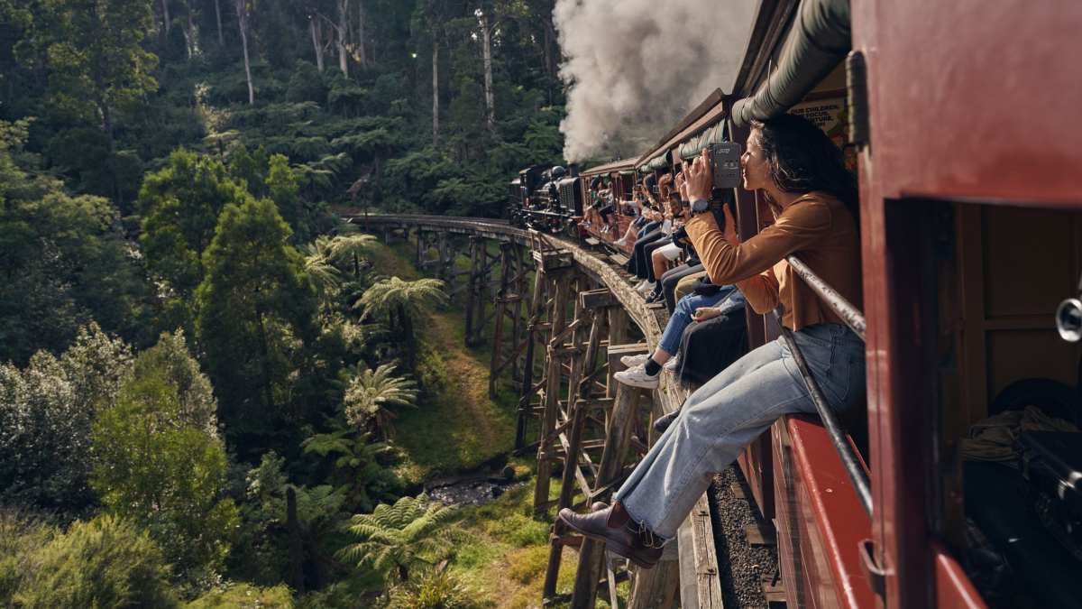 dog looking out the window of Puffing Billy