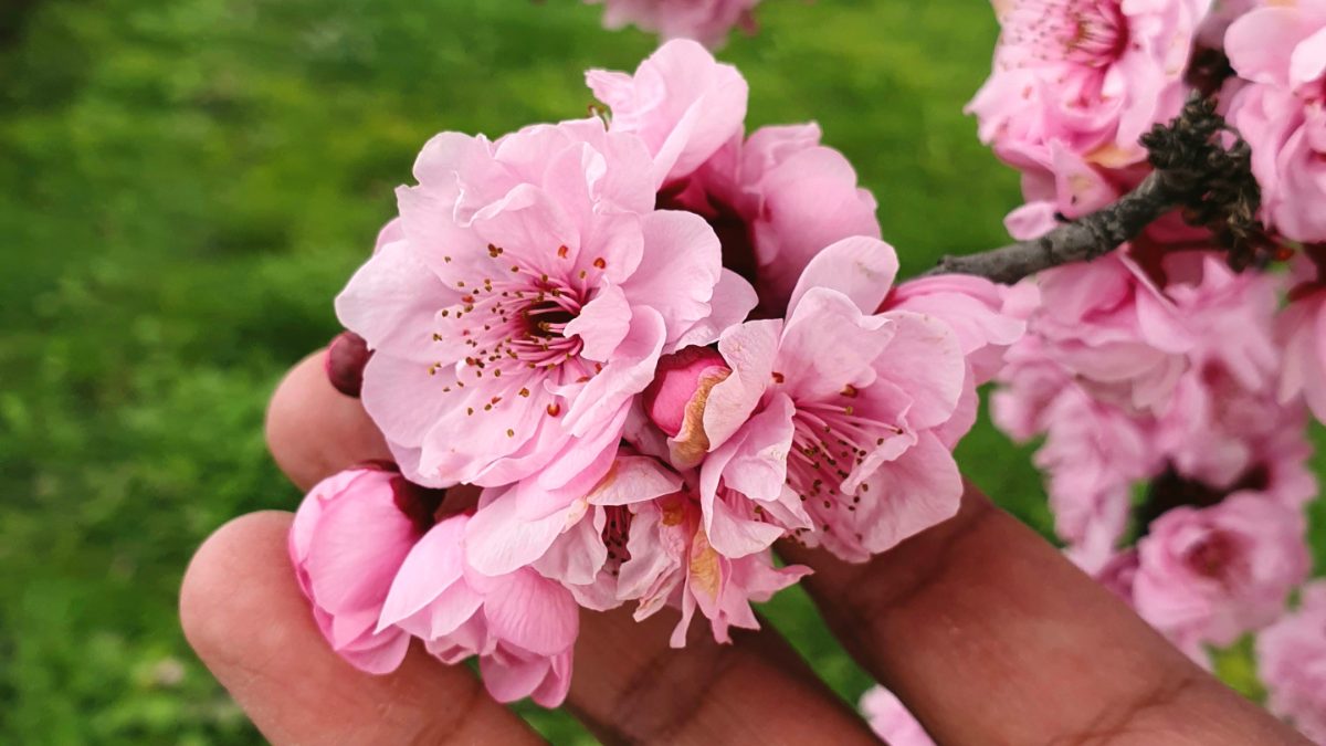 man holding a cherry blossom