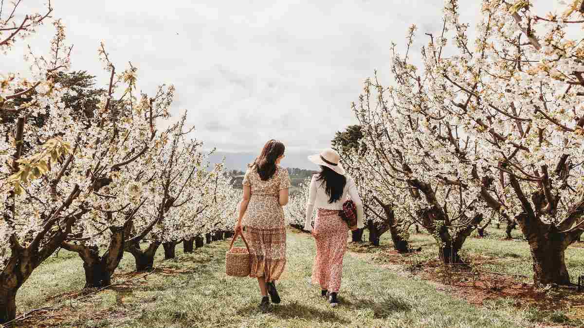 two women walking between white cherry blossom trees