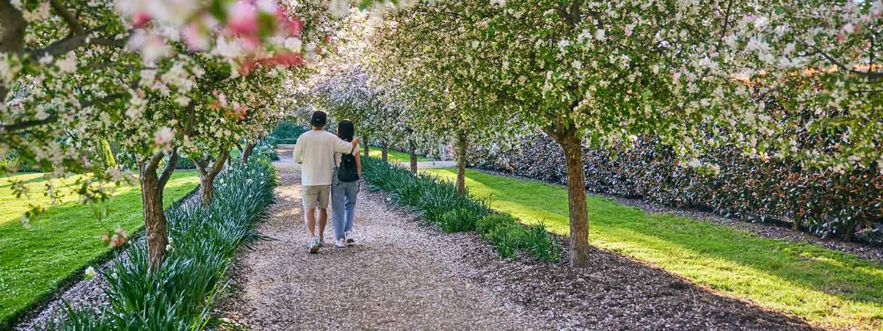 Couple walking through a row of trees with blossoms in spring