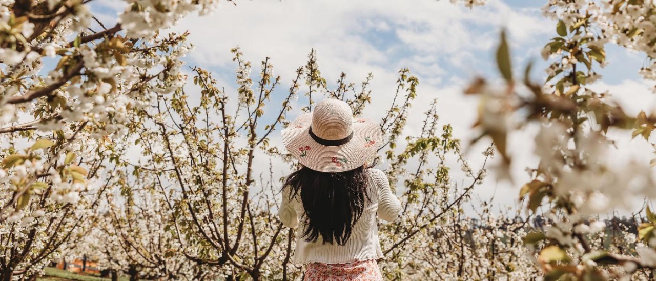 woman in sunhat looking at white cherry blossoms