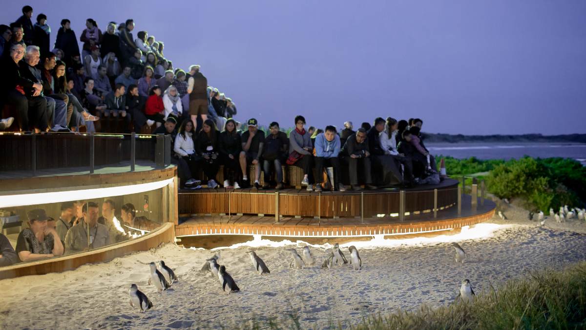 dozens of tourists watching little penguins waddle on the sand