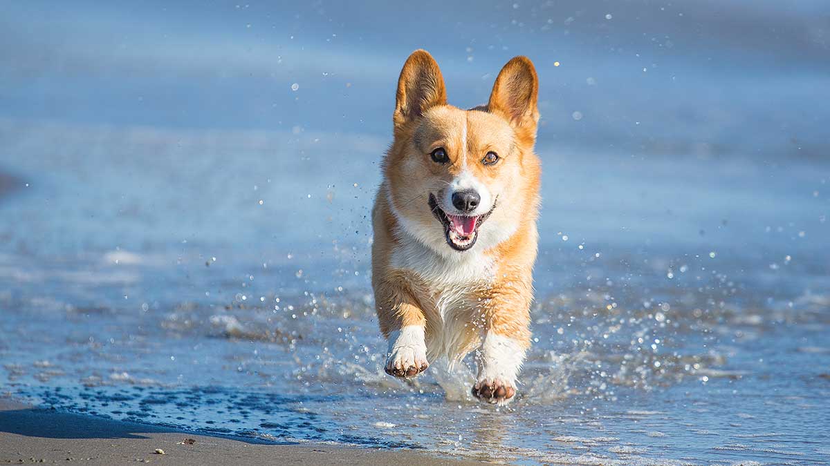 Dog beach