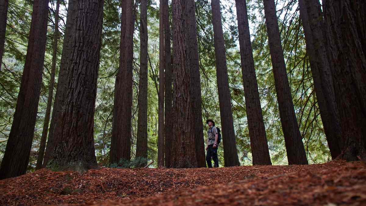 young man standing amid tall redwood trees