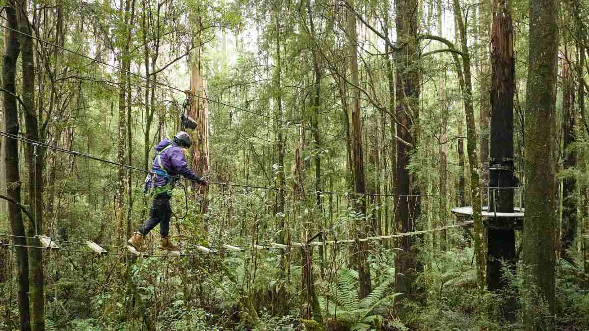 person walking on a high ropes course in the rainforest