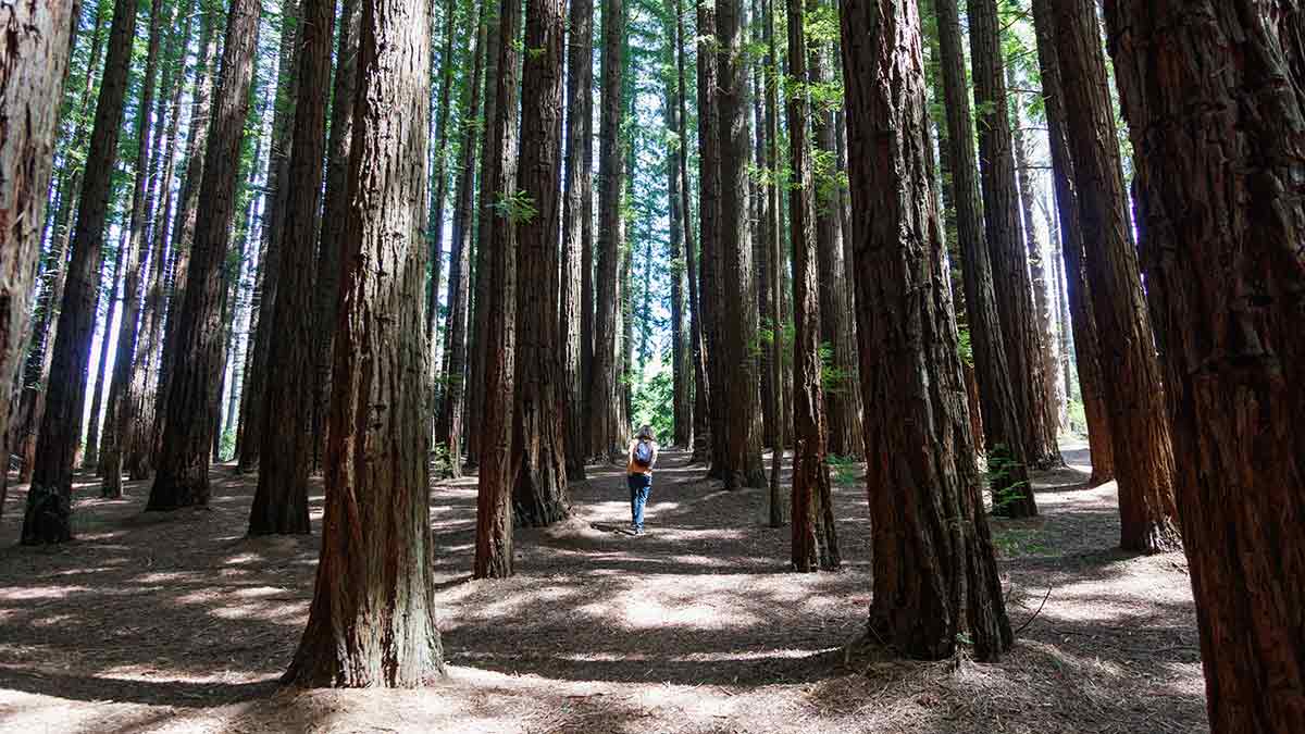 Woman backpacker walking through towering Redwood Forest in the Yarra Valley.