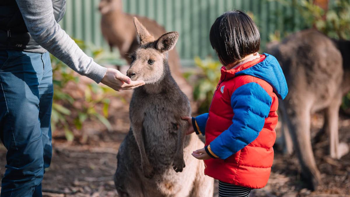 Child and animals at Ballarat Wildlife Park