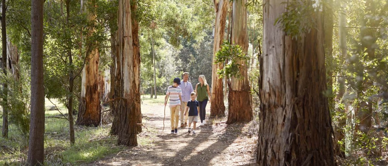 family walking on a forest trail