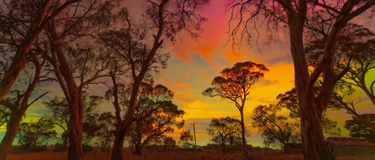 The Aurora Australis in shades of green, yellow, orange and pink as seen through skeletal gum trees at Lethbridge in May, 2024